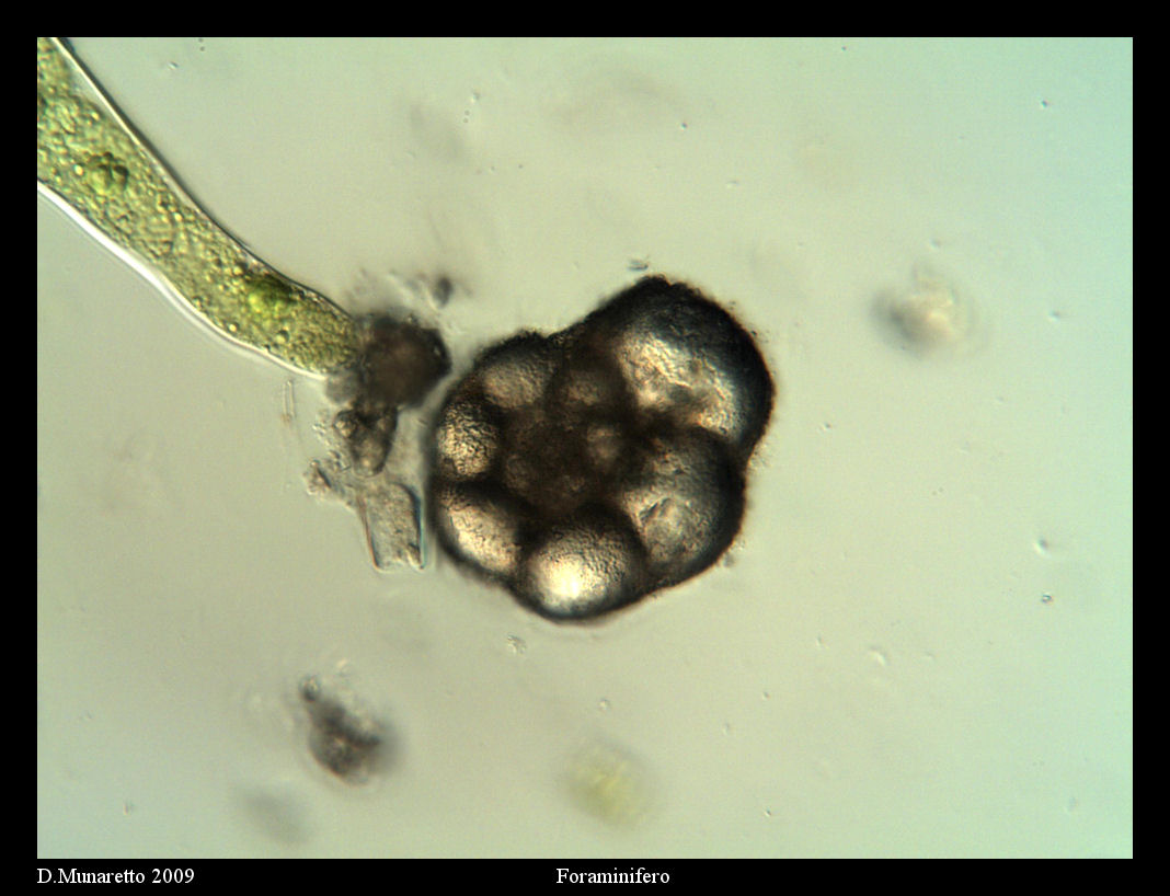 FORAMINIFERO fossile